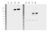 UVR3 | Protein UV repair defective 3 in the group Antibodies Plant/Algal  / Environmental Stress / UV radiation at Agrisera AB (Antibodies for research) (AS16 4069)